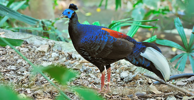 Ayam Pegar Kemaman Zoo Official Site Ms Blog En